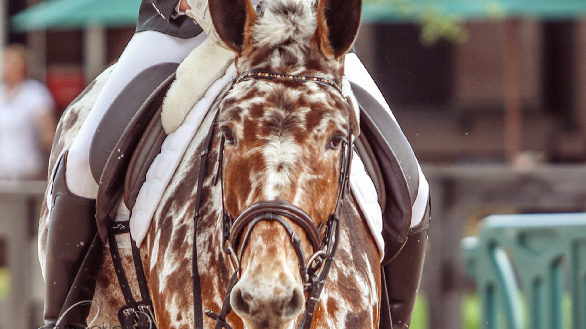 A Dressage Mule of a Different Color